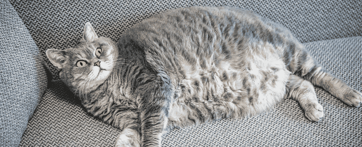 ลดน้ำหนักแมวอ้วน